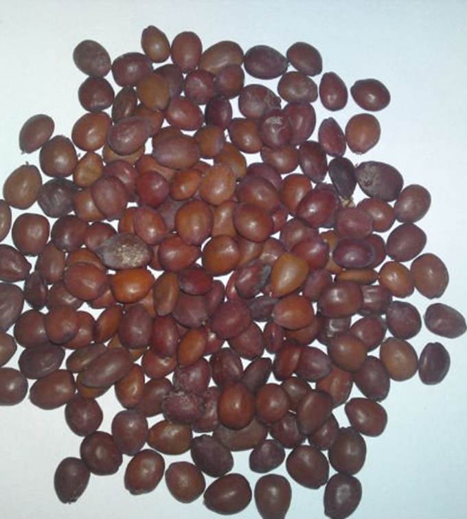 carob-seeds